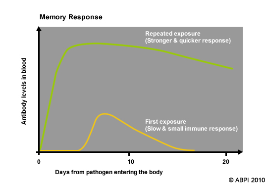 The first exposure to a pathogen gives only a slow and small immune response. Repeated exposure to the same pathogen gives a much stronger and quicker memory response.