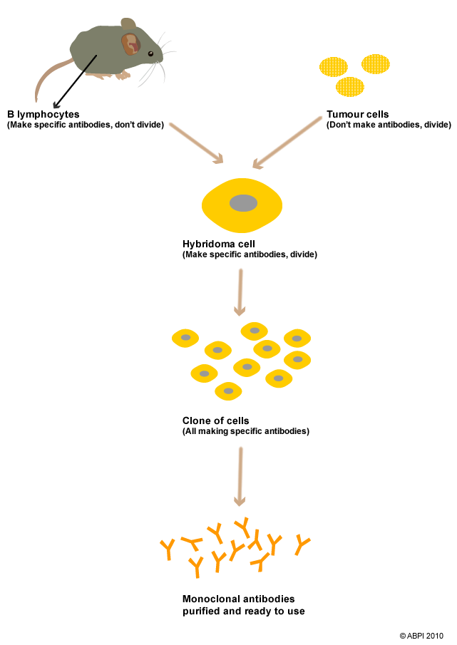 Making monoclonal antibodies